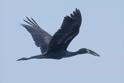 African Openbill.jpg